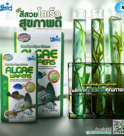 Hikari Algae Wafers-20g