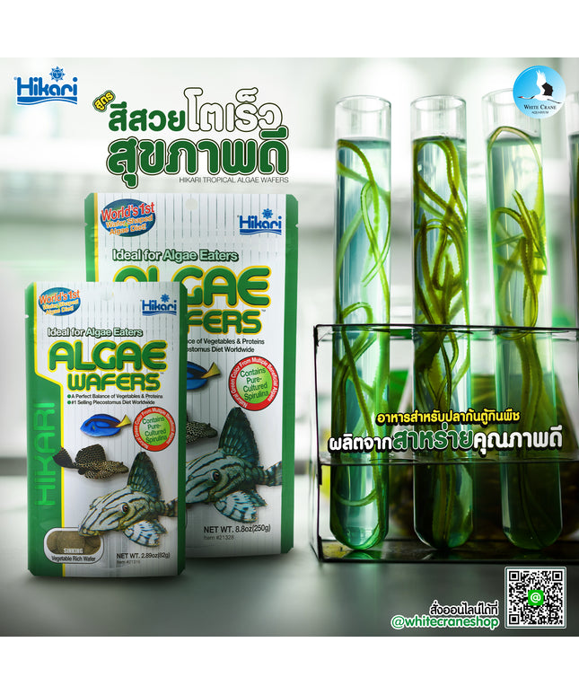 Hikari Algae Wafers-20g