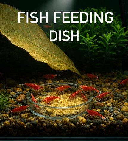 Shrimp Feeding Dish